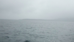 Phocoena phocoena phocoena