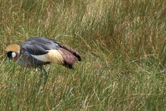 Balearica regulorum regulorum