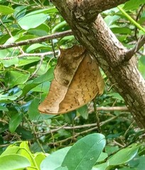 Charaxes varanes