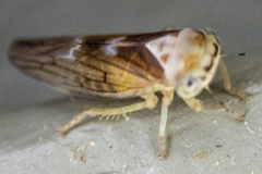 Populicerus formosus