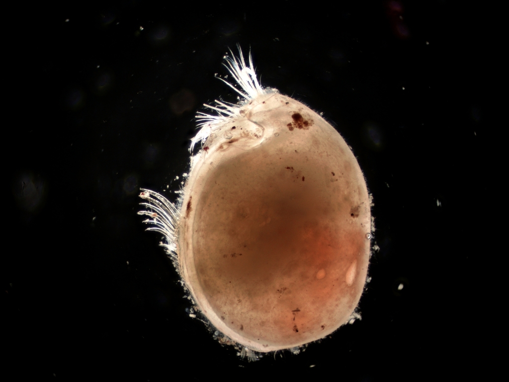 Philomedidae