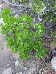 Tylecodon paniculatus