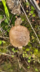 Leccinum scabrum