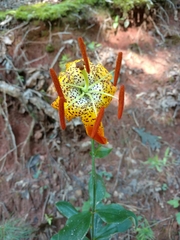 Lilium superbum