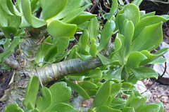 Tylecodon paniculatus