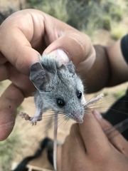 Peromyscus crinitus