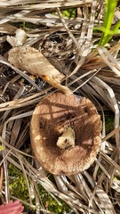 Leccinum scabrum