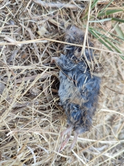 Microtus lusitanicus