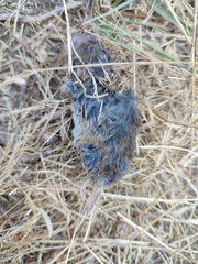 Microtus lusitanicus