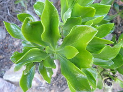 Tylecodon paniculatus