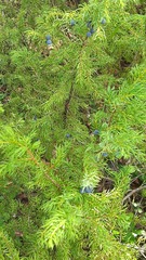Juniperus communis