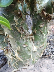 Tylecodon paniculatus