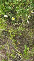 Leucanthemum ircutianum