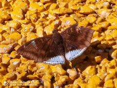 Euthalia phemius
