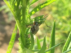 Macrodactylus mexicanus