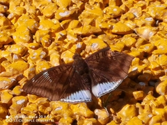 Euthalia phemius