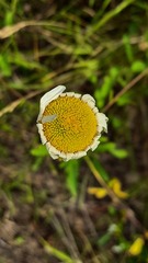 Leucanthemum ircutianum