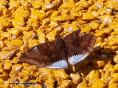 Euthalia phemius