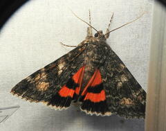 Catocala briseis briseis