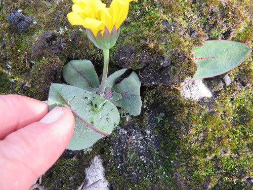 Othonna bulbosa