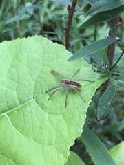 Dolomedes fimbriatus