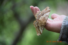 Arsenura polyodonta