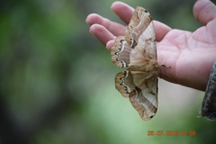 Arsenura polyodonta