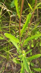Leucanthemum ircutianum