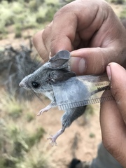 Peromyscus crinitus