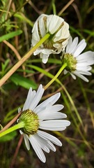 Leucanthemum ircutianum