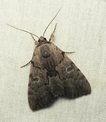 Catocala briseis briseis