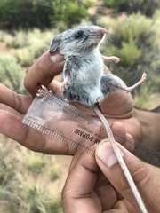 Peromyscus crinitus