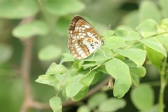 Neptis pryeri