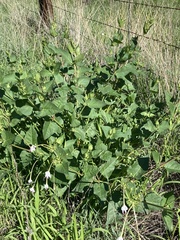 Mirabilis longiflora