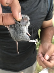 Peromyscus crinitus