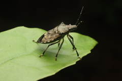 Dalpada nodifera
