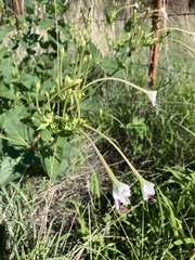Mirabilis longiflora