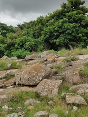 Psammophilus dorsalis