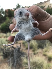 Peromyscus crinitus