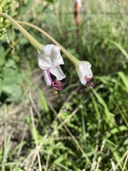 Mirabilis longiflora