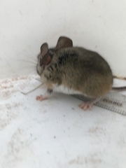 Peromyscus truei