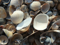 Anadara kagoshimensis