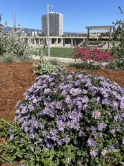 Symphyotrichum novi-belgii novi-belgii