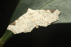 Prolophota trigonifera