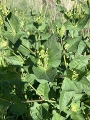 Mirabilis longiflora
