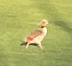 Alopochen aegyptiaca