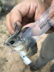 Peromyscus truei
