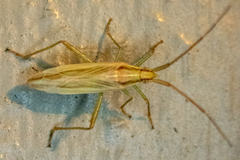 Stenodema trispinosum