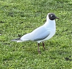 Chroicocephalus ridibundus