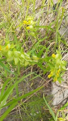 Rhinanthus serotinus aestivalis